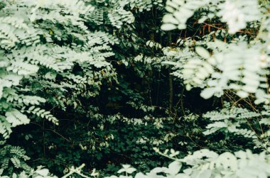 ağaçlar arasında çit