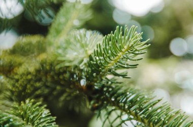 bir dal üzerinde ladin iğneler