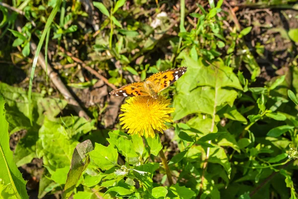 Borboleta no dente-de-leão amarelo — Fotografia de Stock