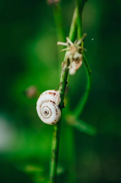 Caracol en una hoja de hierba — Foto de Stock