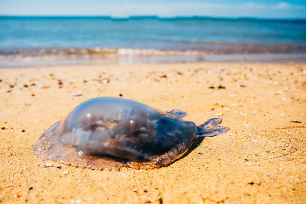 Rhopilema nomadica jellyfis morto — Fotografia de Stock