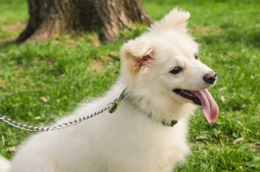samoyed köpek yakın