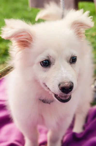 Samoyed dog close up — Stock Photo, Image