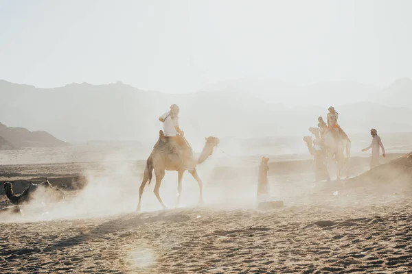 Homens montando camelos — Fotografia de Stock