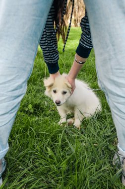 tasmalı mutsuz köpek