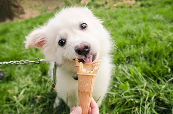 köpek dondurma yeme