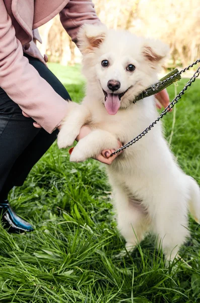 Heureux blanc samoyed chien — Photo