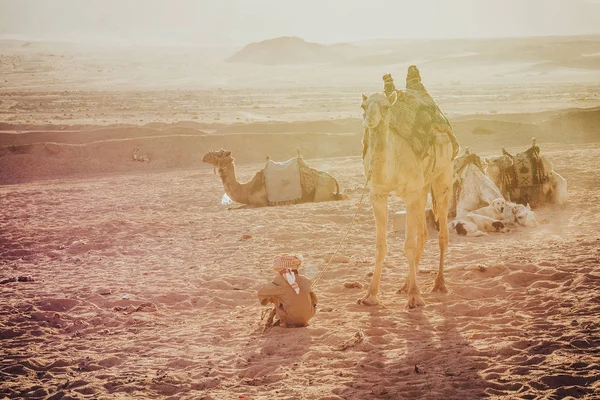 Chameau assis sur le sable — Photo