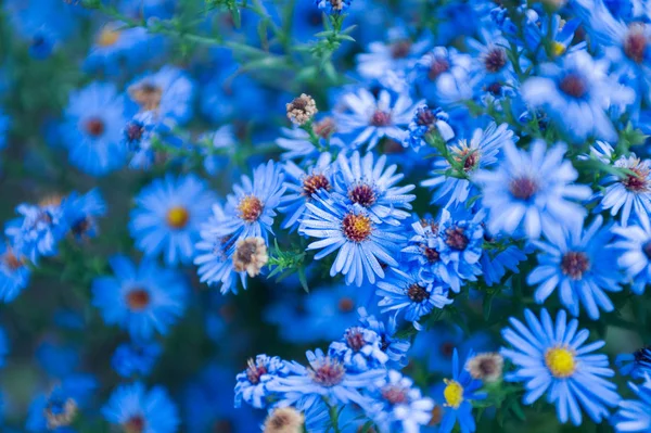Mavi çiçekler arka plan — Stok fotoğraf