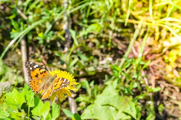 Бабочка на жёлтом одуванчике — стоковое фото