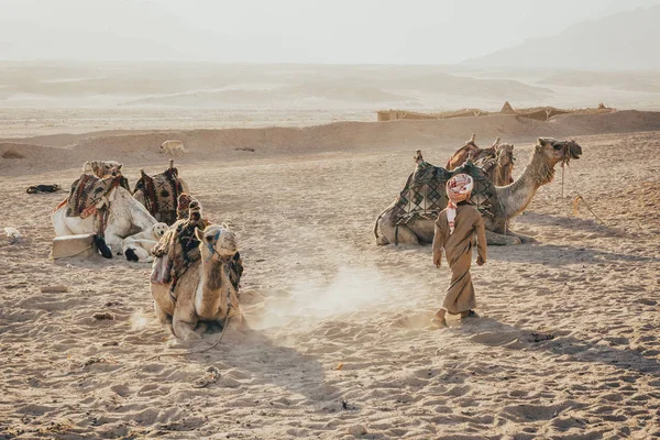 Kamel sitzt auf dem Sand — Stockfoto