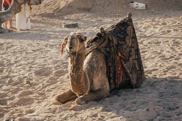 Camel sitter på sanden — Stockfoto