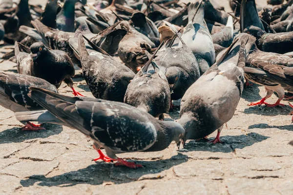 Pombos na rua — Fotografia de Stock