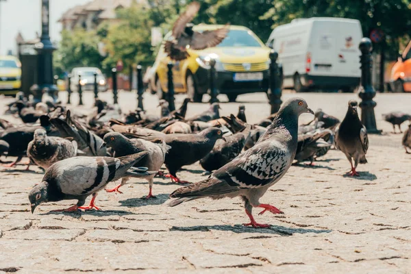 Pombos na rua — Fotografia de Stock