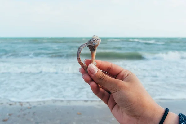 Concha na mão junto ao mar — Fotografia de Stock