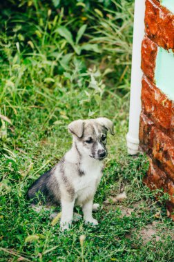 Bir köpeğin yakın görüntüsü