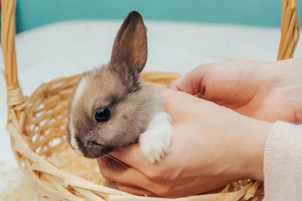 Pequeño conejito en canasta de mimbre —  Fotos de Stock