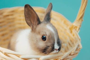 Hasır sepetteki küçük tavşan