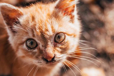 Sonbahar arka planında turuncu kedi yavrusu