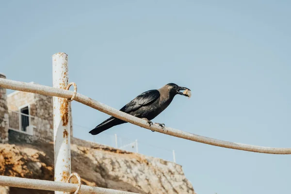 Черная ворона ест хлеб — стоковое фото