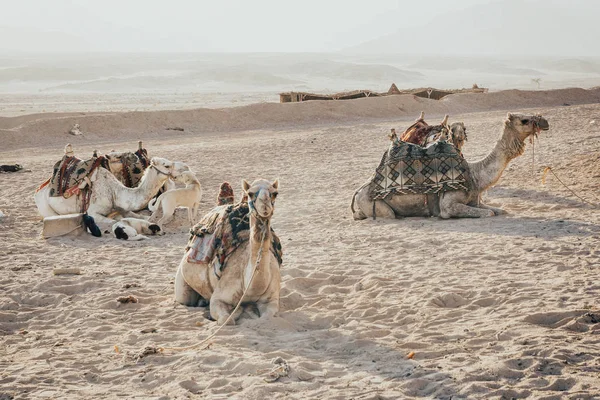 Kamel sitzt auf dem Sand — Stockfoto