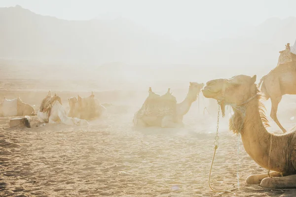 Wielbłąd siedzi na piasku — Zdjęcie stockowe