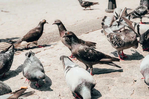 Tauben auf der Straße — Stockfoto