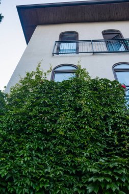 Sarmaşıklar bizden.