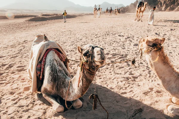 坐在沙滩上的骆驼 — 图库照片