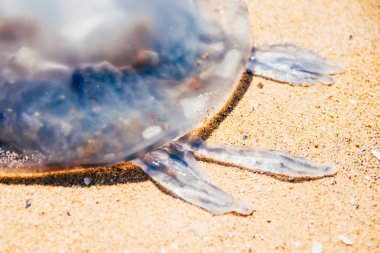 kum plajı üzerinde denizanası