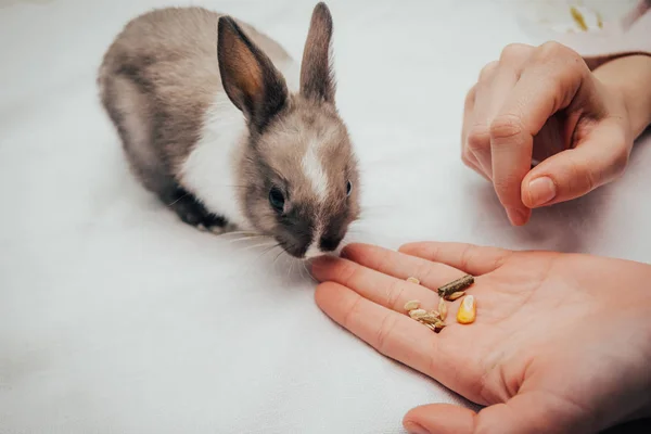 Alimentar a un conejo — Foto de Stock