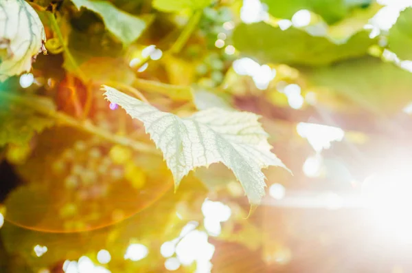 Green leaf with sun rays — Stock Photo, Image