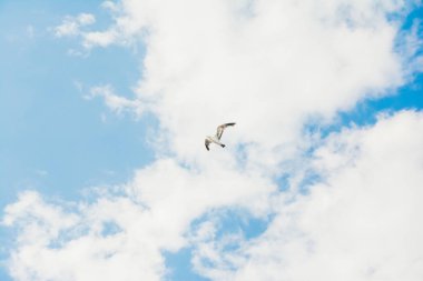 mavi gökyüzü ve uçan leylek