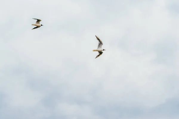 Cielo azul y gaviotas voladoras — Foto de Stock