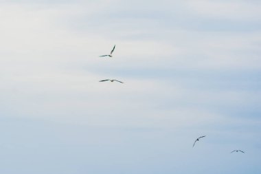mavi gökyüzü ve uçan martılar