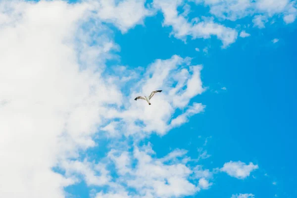 Блакитне небо і літаючий лелека — стокове фото