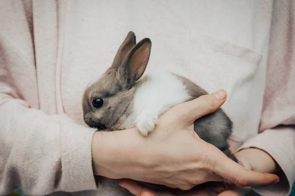 灰色のウサギを持つ女の子 — ストック写真