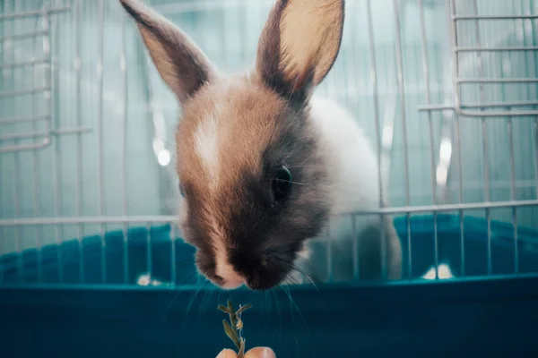 Domácí králík v kleci — Stock fotografie