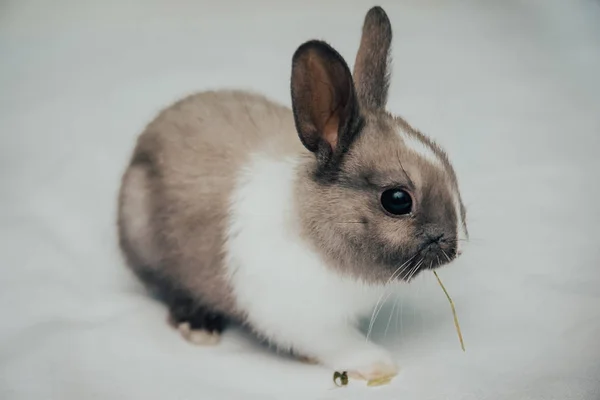 Pequeño conejito comiendo hierba verde — Foto de Stock