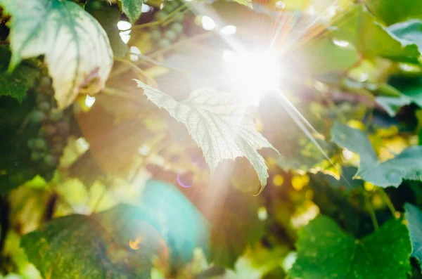 Солнечные лучи сквозь листья — стоковое фото