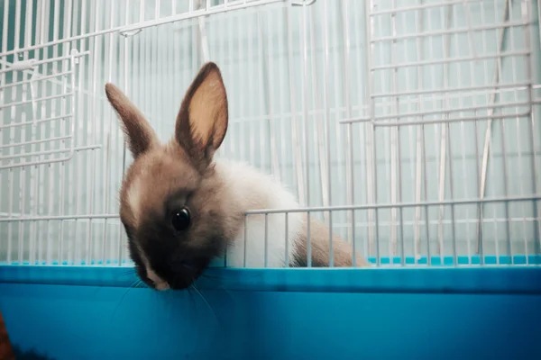 Conejo casero en una jaula — Foto de Stock