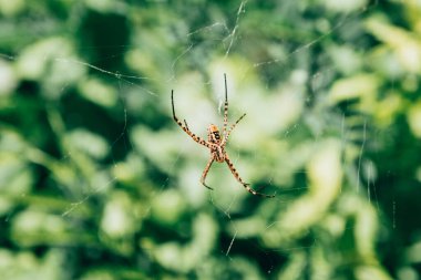 örümcek web üzerinde