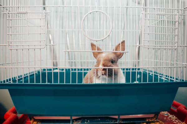 home rabbit in a cage