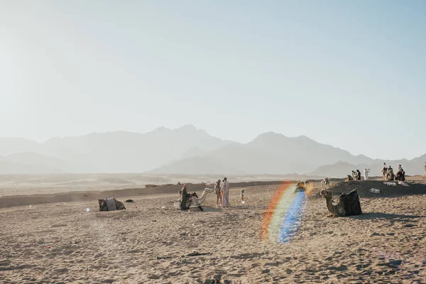 Верблюди караван сидить на піску — стокове фото