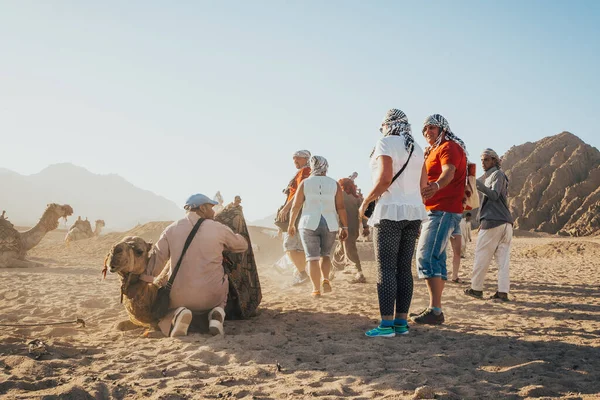 Przyczepa wielbłądów siedząca na piasku — Zdjęcie stockowe