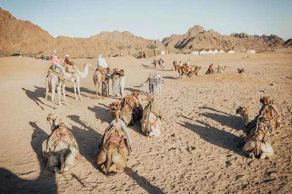 Верблюди караван сидить на піску — стокове фото