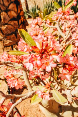 Mercan çiçekleri açıyor.