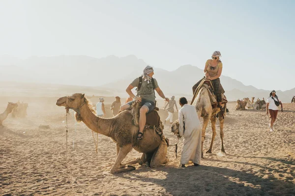 Caravane de chameaux assis sur le sable — Photo