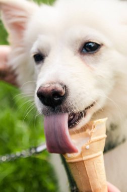 Beyaz köpek dondurma yiyor.
