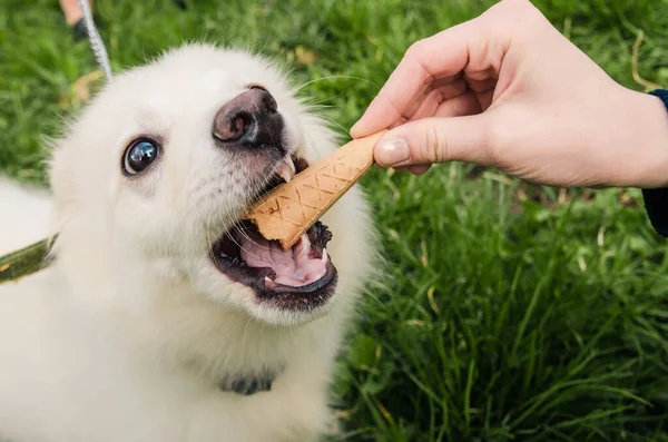 Beyaz köpek dondurma yiyor.